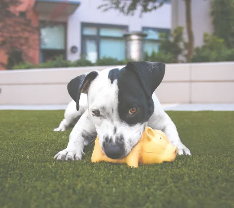 dog playing with toy in grass